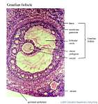 14_Ovary-Graafian follicle_labels.jpg